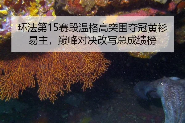 环法第15赛段温格高突围夺冠黄衫易主，巅峰对决改写总成绩榜